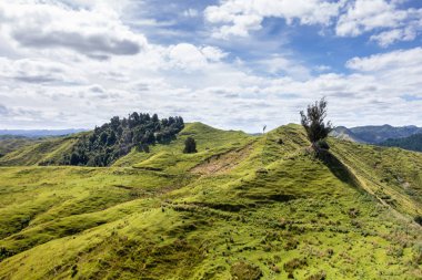 Yeni Zelanda 'da tipik kırsal peyzaj