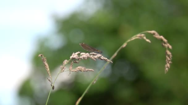 Zwarte Dragonfly Slow Motion Start — Stockvideo