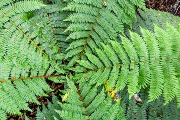 A typical fern in New Zealand — Stock Photo, Image