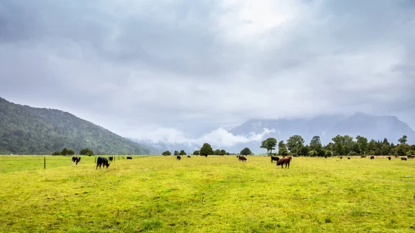 Üppige Landschaft mit Kühen — Stockfoto