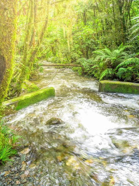 뉴질랜드에 있는 전형적 인 숲 — 스톡 사진
