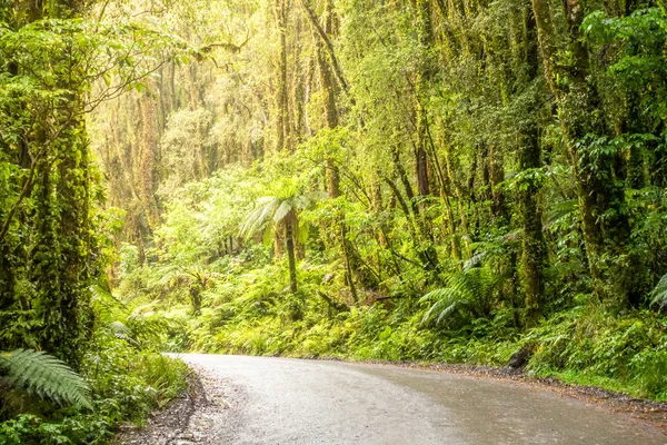 Rain Forest Nieuw-Zeeland — Stockfoto