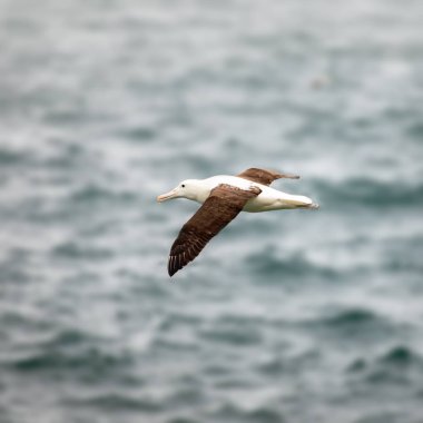 Gökyüzünde Albatross kuş