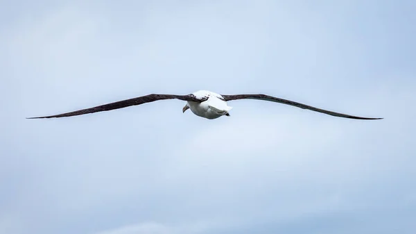 Albatrosz madár az égen — Stock Fotó