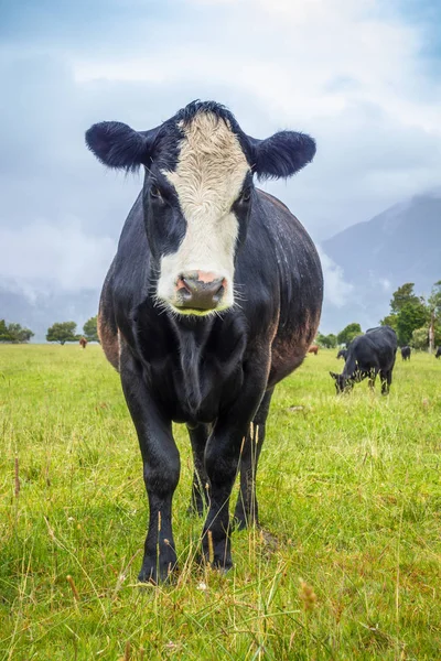 Lush landscape with cows — Stock Photo, Image