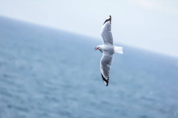 Gaivota voando sobre o oceano — Fotografia de Stock