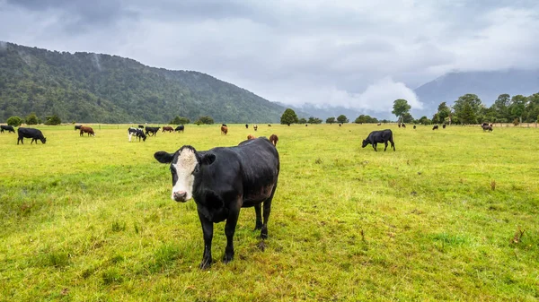 Exuberante paisaje con vacas —  Fotos de Stock