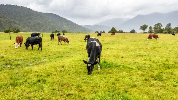 Üppige Landschaft mit Kühen — Stockfoto