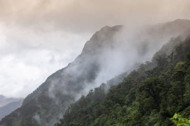 Yeni Zelanda 'da puslu yağmur ormanları