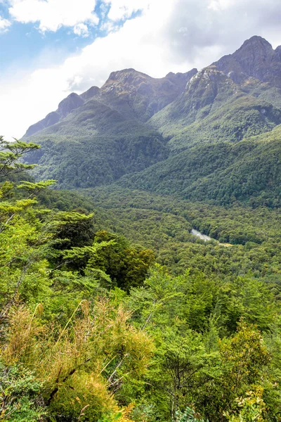 Una foresta sulla strada per dubbioso suono Nuova Zelanda — Foto Stock