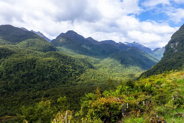 En skog på långt till tvivelaktigtt solitt nyazeeländskt — Stockfoto