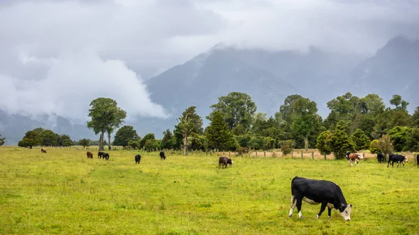 Üppige Landschaft mit Kühen — Stockfoto