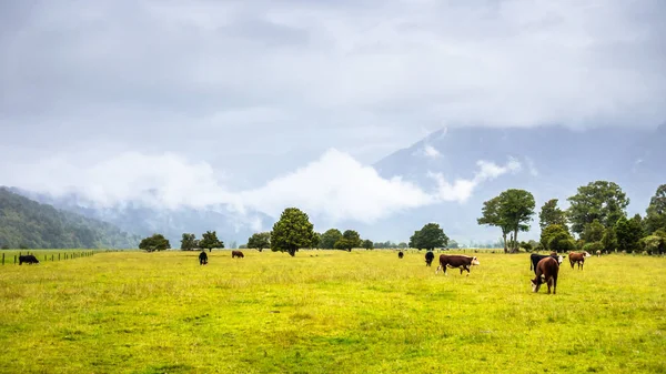 Пышный пейзаж с коровами — стоковое фото