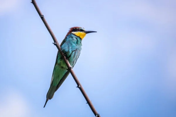 Un pájaro abejorro arcoíris sentado en una rama — Foto de Stock