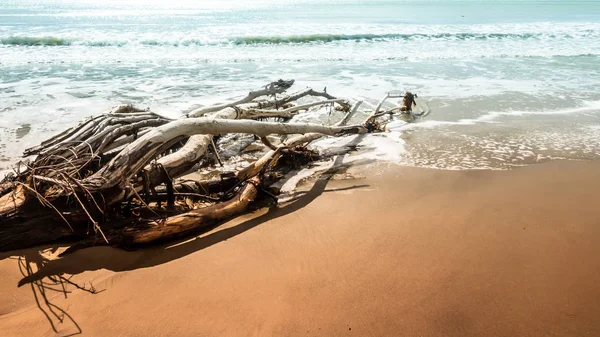 Dead tree at the beach of Moeraki New Zealand — Stock Photo, Image