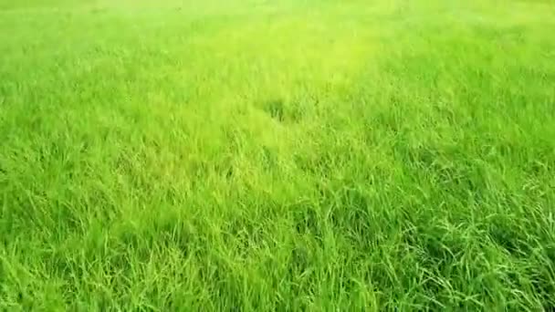 飞越绿色草地 — 图库视频影像