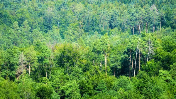 Черный лес вид сверху — стоковое фото