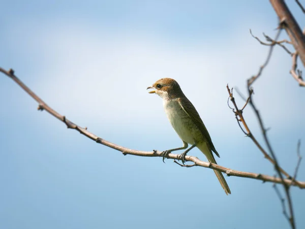 Shrike hembra con respaldo rojo — Foto de Stock