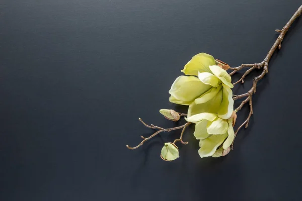 Kwiaty magnolii na czarnym tle — Zdjęcie stockowe