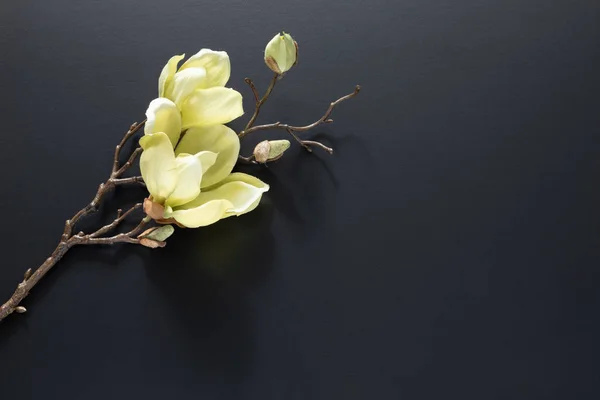 Eine Magnolie blüht auf schwarzem Hintergrund — Stockfoto