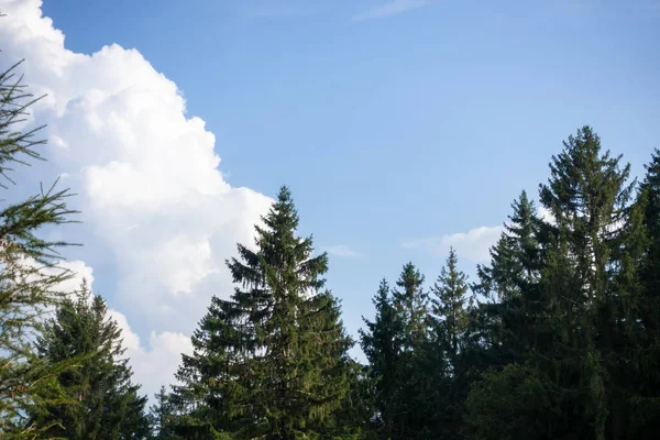 Sapins ciel bleu avec nuages fond — Photo