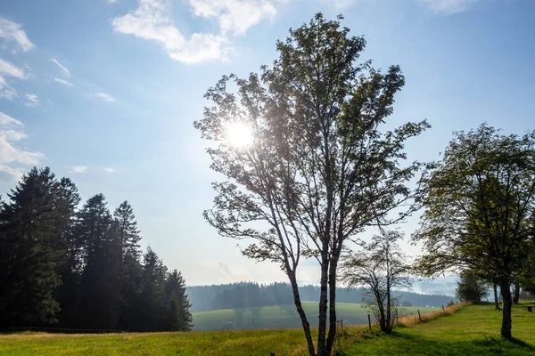 Mistige landschap met zon door bomen — Stockfoto