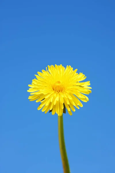 Sweet dandelion in the blue sky background — Stock Photo, Image