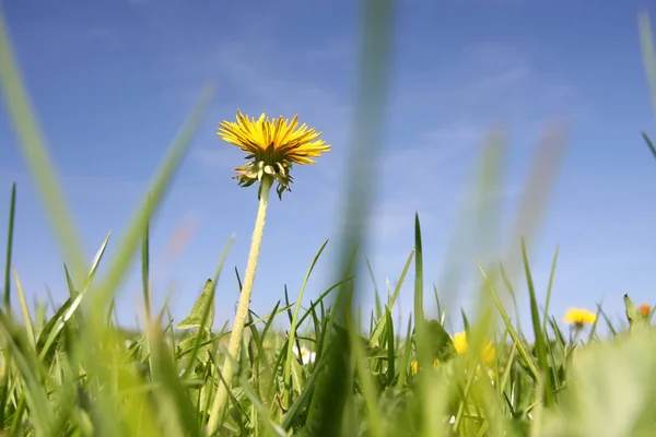 Sweet dandelion in the green meadow — Stock Photo, Image