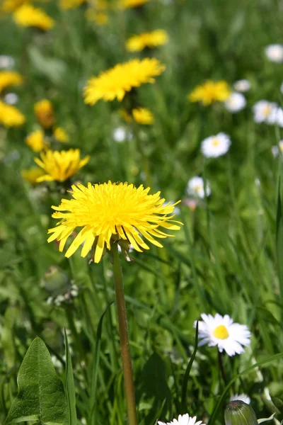 Sweet dandelion in the green meadow — Stock Photo, Image
