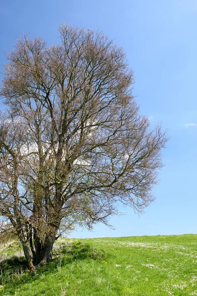 Buisson sans feuilles dans la prairie verte — Photo