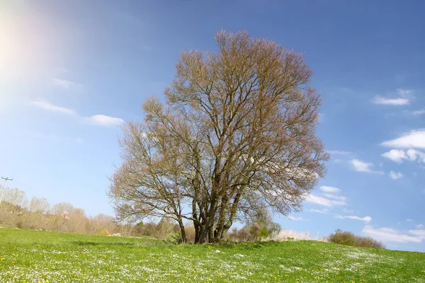 Buisson sans feuilles dans la prairie verte — Photo