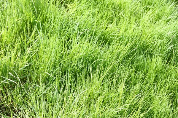 Vihreän nurmen tausta — kuvapankkivalokuva