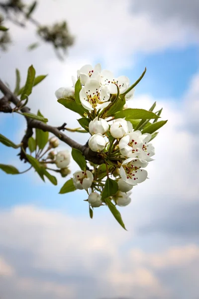 Päron blossom — Stockfoto