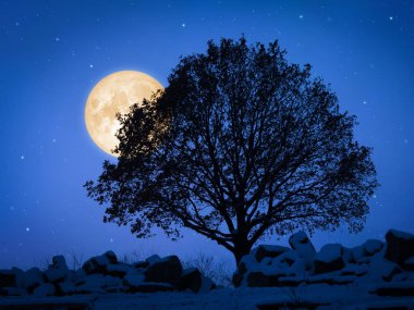 soluk ay ile gece bir ağaç