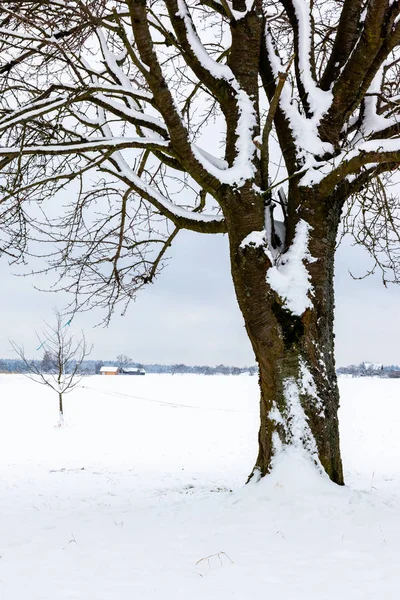 Inverno alberi sfondo — Foto Stock