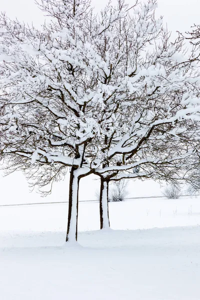 Winter trees background — Stock Photo, Image