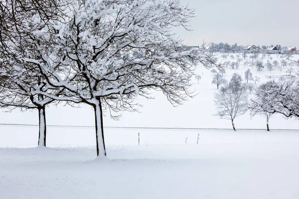 Inverno alberi sfondo — Foto Stock