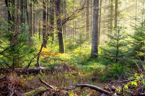 Mgła lasu jesienią z promieni słonecznych — Zdjęcie stockowe