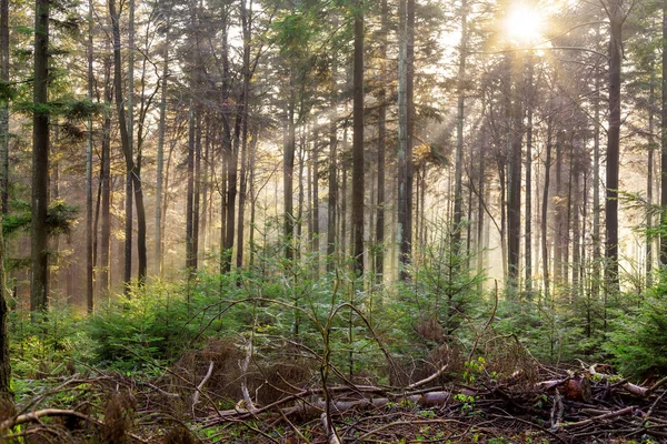 Güneş ışığı ışınları ile sonbahar orman sis — Stok fotoğraf