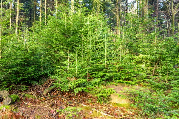 Forest achtergrond FIR bomen — Stockfoto