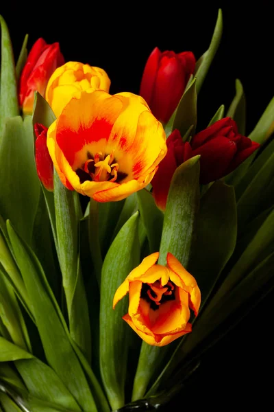 Tulipa flores no fundo preto — Fotografia de Stock