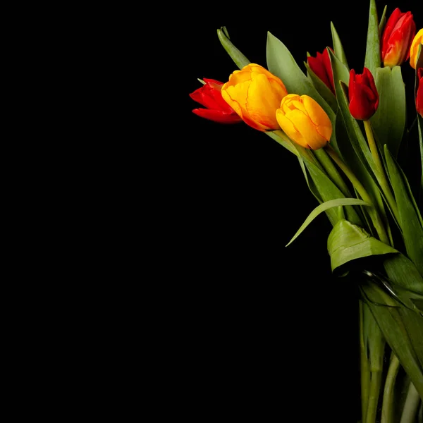 Fiori di tulipano su sfondo nero — Foto Stock