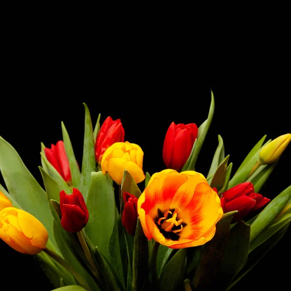 Tulipa flores no fundo preto — Fotografia de Stock