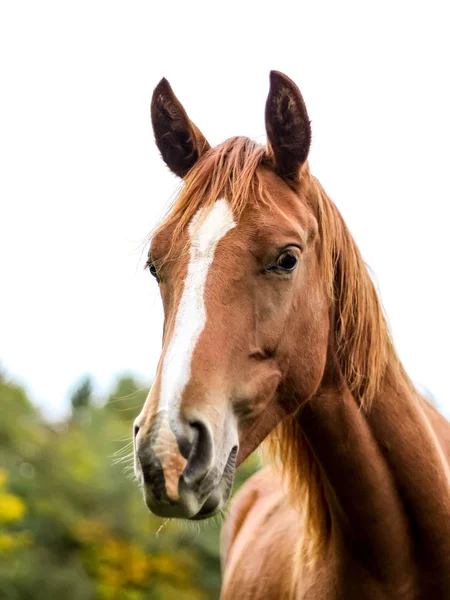 Cavallo marrone cielo bianco — Foto Stock