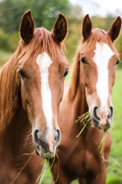 Btwo rown horses rurale — Foto Stock