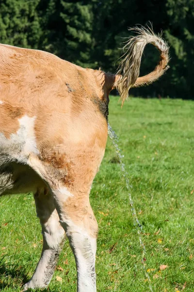 Kuhpisse — Stockfoto