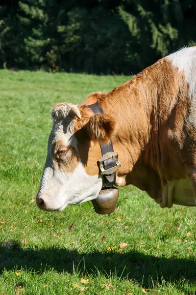 Kuh mit Glocke im grünen Gras — Stockfoto