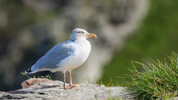 Gaivota Cornwall Reino Unido — Fotografia de Stock