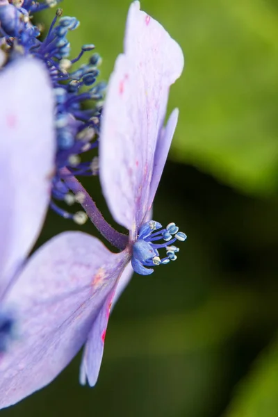 Hortensien-Detailblüte — Stockfoto