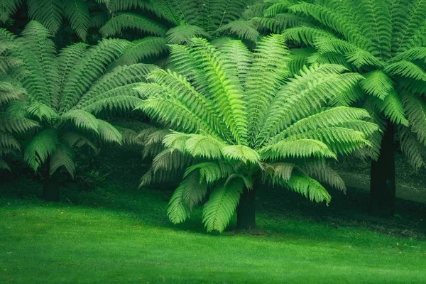 Типичный зеленый папоротник на юге Великобритании Великобритания Англия — стоковое фото